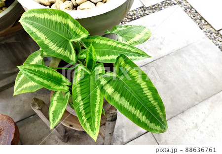 High angle view of plants Schismatoglottis Wallichii, green leaves with white streaks 88636761