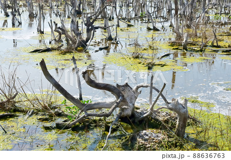 Dried tree in swamp with salt water, Environmental Dried tree in swamp with salt water, Environmental 88636763