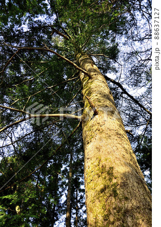 丹沢の大山三峰山　大山三峰縦走コース　モミの木 88637127