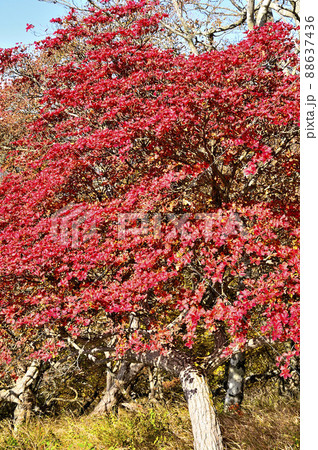 丹沢山地の檜洞丸 真っ赤な紅葉のシロヤシオ 丹沢山地の檜洞丸 真っ赤な紅葉のシロヤシオ 88637436