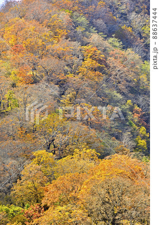 紅葉の丹沢山地 彩のテシロノ頭 紅葉の丹沢山地 彩のテシロノ頭 88637444