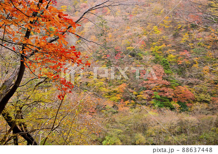 丹沢の檜洞丸　つつじ新道　東沢の紅葉 88637448