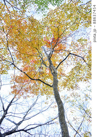 西丹沢の檜洞丸　紅葉のつつじ新道の森　オオモミジ 88637454