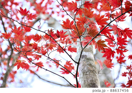 西丹沢の檜洞丸　紅葉のつつじ新道の森　ヤマモミジ 88637456