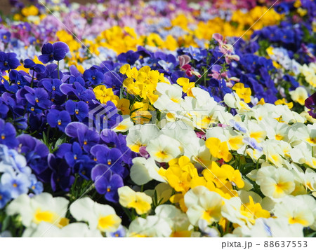 カラフルなビオラの花畑　パンジー 88637553