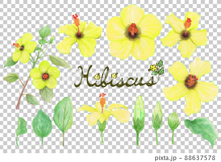 Hand-painted illustration material of yellow hibiscus flowers, buds, leaves, branches watercolor style 88637578