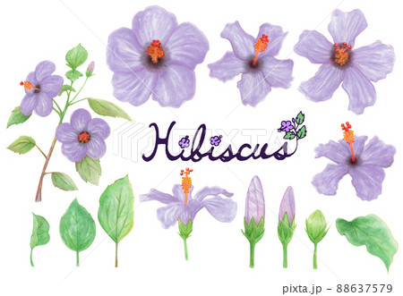 青色ハイビスカスの花、つぼみ、葉、枝の手描きイラスト素材　水彩風 88637579