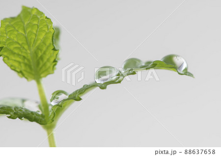 ミントの葉と水滴 88637658