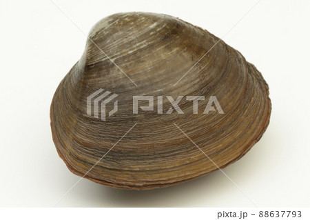 北海道産　ホッキ貝 88637793