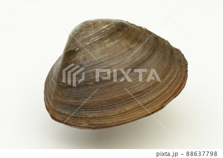 北海道産　ホッキ貝 88637798