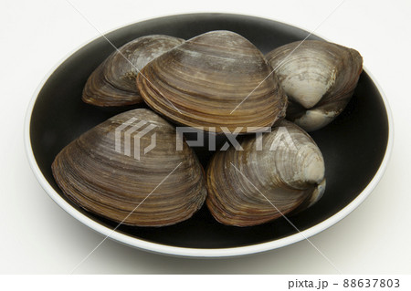 北海道産 ホッキ貝 北海道産 ホッキ貝 88637803