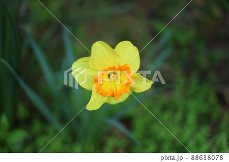 春の訪れを知らせる黄色い水仙の花 88638078