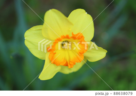 春の訪れを知らせる黄色い水仙の花 88638079