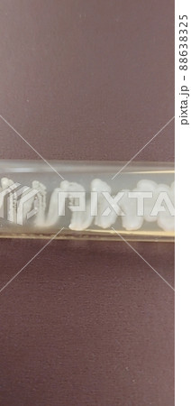 酵母菌の試験管培養 88638325