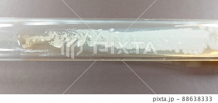 保存用に培養した酵母菌 88638333