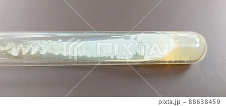 酵母菌専用の培地で培養した酵母菌 88638459