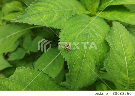 葉の上のナガメ 葉の上のナガメ 88638566