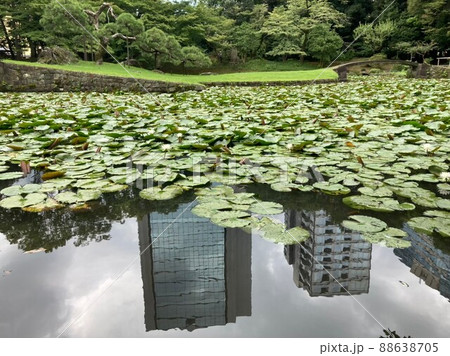 ビルと池とハス ビルと池とハス 88638705