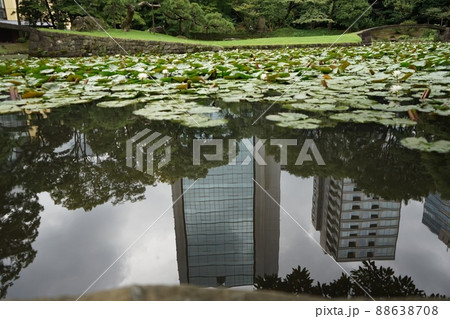 ビルと池とハス 逆さビル ビルと池とハス 逆さビル 88638708