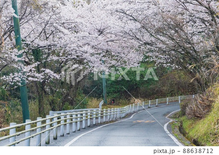 ドライブイメージ 春 桜 ドライブイメージ 春 桜 88638712