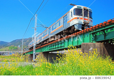 菜の花が咲く春の川音川 88639042