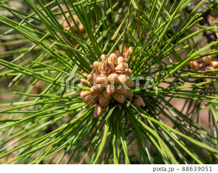 松の、未成熟な雄花とこれから伸びるシュート部分 松の、未成熟な雄花とこれから伸びるシュート部分 88639051