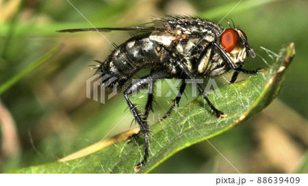 Fly, Sierra de Guadarrama National Park, Spain 88639409
