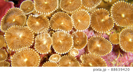 Zoanthids Colony, Bunaken National Marine Park, Indonesia 88639420