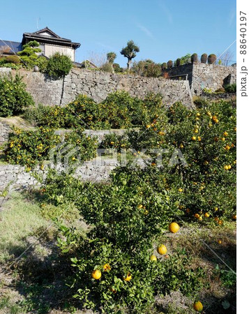 玉名市天水町小天　ミカンの段々畑と高石垣　（熊本県） 88640197