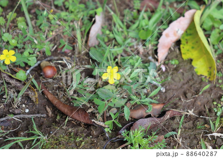 カタバミ　黄色い花 88640287