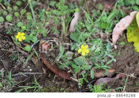 カタバミ 黄色い花 カタバミ 黄色い花 88640288