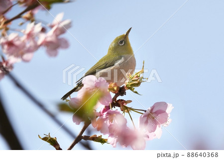 千葉県南房総市 抱湖園の元朝桜とメジロ 88640368