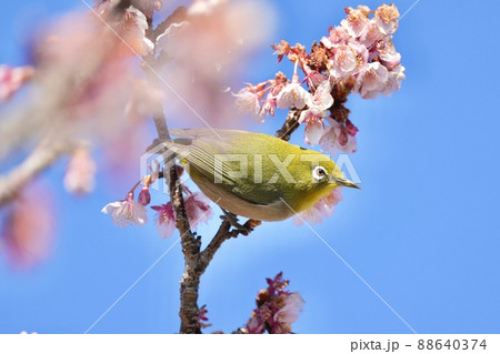 千葉県南房総市 抱湖園の元朝桜とメジロ 千葉県南房総市 抱湖園の元朝桜とメジロ 88640374