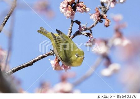千葉県南房総市 抱湖園の元朝桜とメジロ 千葉県南房総市 抱湖園の元朝桜とメジロ 88640376