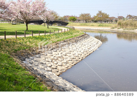 桜咲く大沼親水公園 桜咲く大沼親水公園 88640389