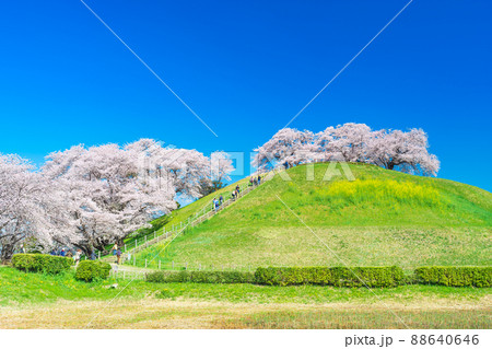 埼玉　さきたま古墳公園の桜 88640646