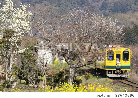 いすみ鉄道「春の東総元駅と黄色い列車」 88640696