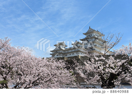 姫路城と桜 88640988