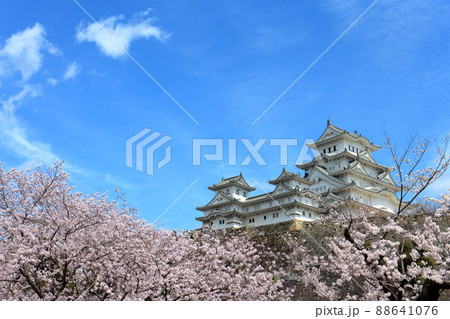 姫路城と桜 姫路城と桜 88641076