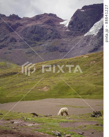 【ペルー】草を食べているアルパカたち(ビニクンカ山(レインボーマウンテン)) 【ペルー】草を食べているアルパカたち(ビニクンカ山(レインボーマウンテン)) 88641227