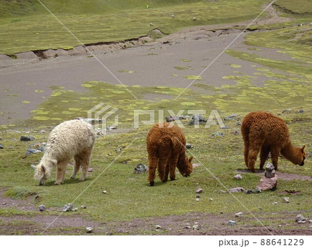 【ペルー】横一列に並んで草を食べているアルパカたち（ビニクンカ山（レインボーマウンテン）） 88641229
