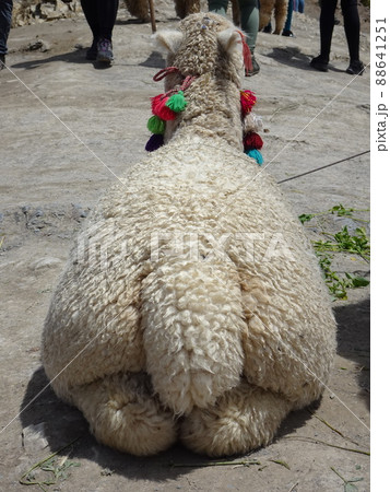 【ペルー】地面に座っているアルパカの後ろ姿（ビニクンカ山（レインボーマウンテン）） 88641251