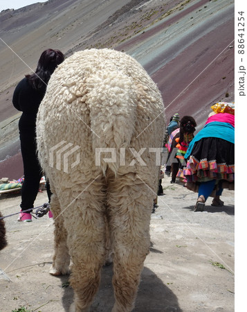 【ペルー】立っているアルパカの後ろ姿(ビニクンカ山(レインボーマウンテン)) 【ペルー】立っているアルパカの後ろ姿(ビニクンカ山(レインボーマウンテン)) 88641254