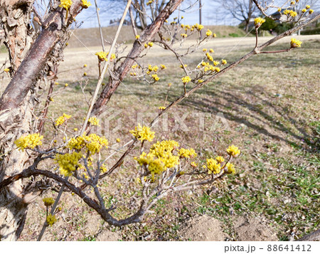 サンシュユの蕾と花 サンシュユの蕾と花 88641412