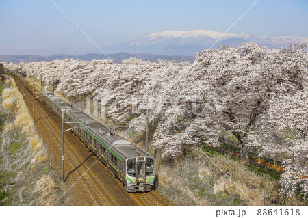 白石川と一目千本桜 白石川と一目千本桜 88641618