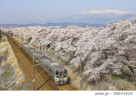 白石川と一目千本桜 88641620