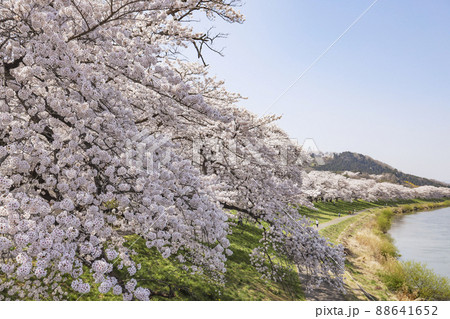 白石川と一目千本桜 88641652