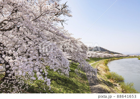 白石川と一目千本桜 88641653
