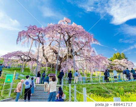 観光客と滝桜 88641717