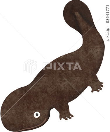 オオサンショウウオのイラスト 88641775